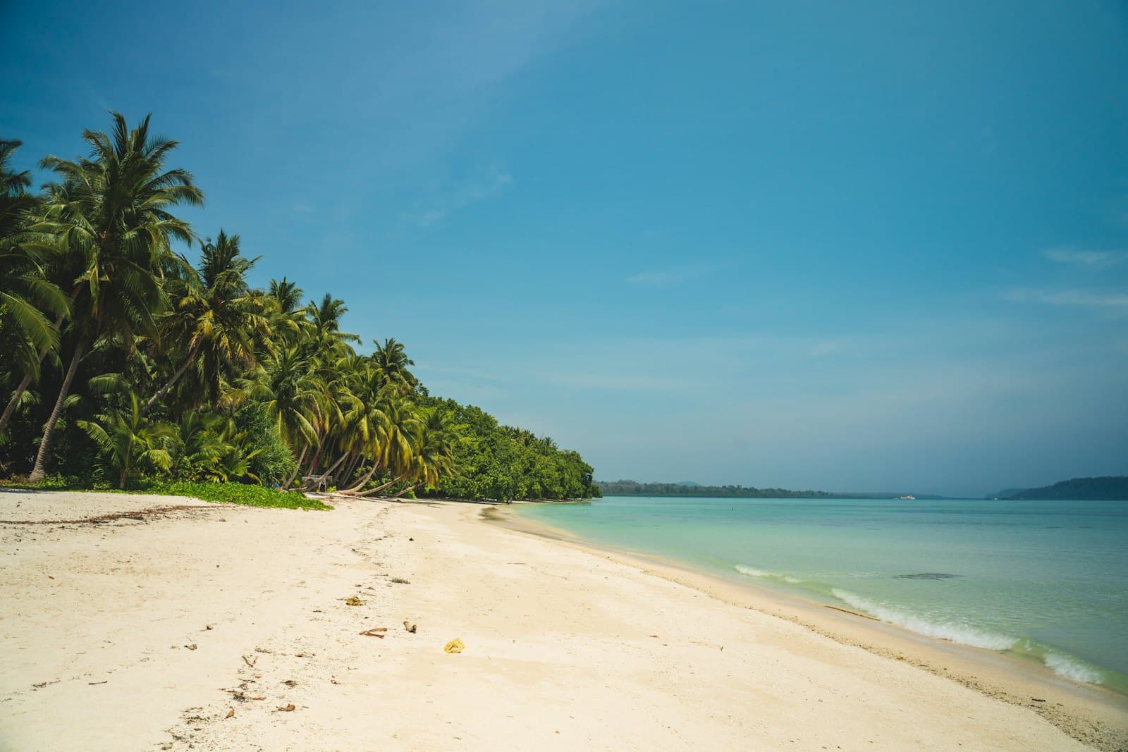 Palm trees along a white-sand beach in the Andaman Islands