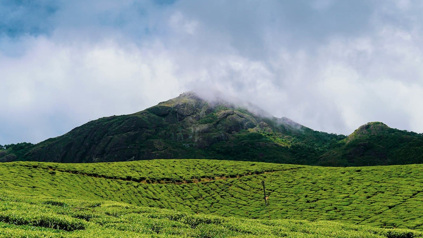 Tea plantations in the hills of Munnar