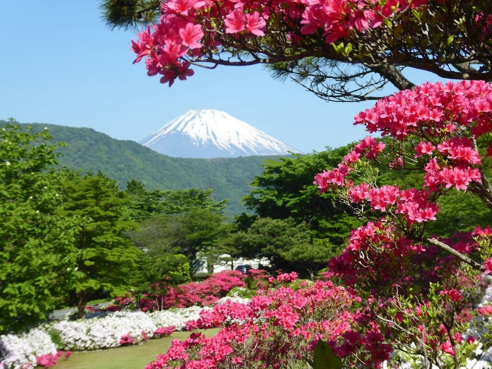 Mount Fuji behind spring blossoms