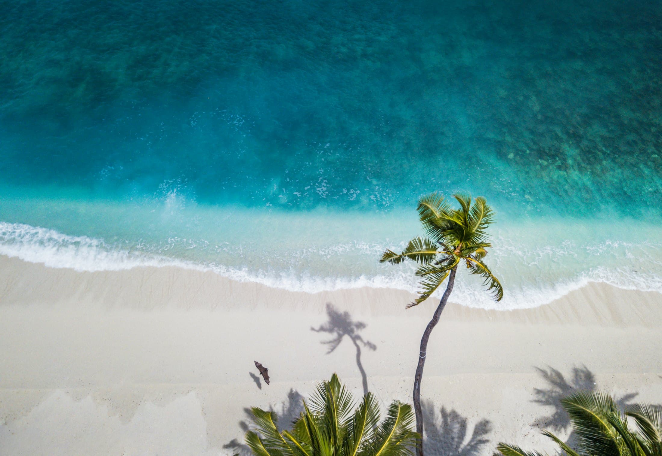 Aerial view of palm trees along a turquoise shore